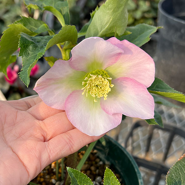 クリスマスローズ：うすぎぬ5号ポット