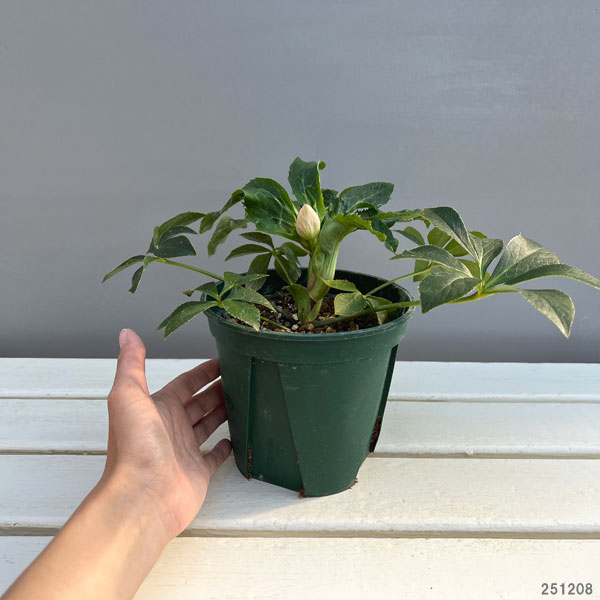 クリスマスローズ:うすぎぬ5号ポット