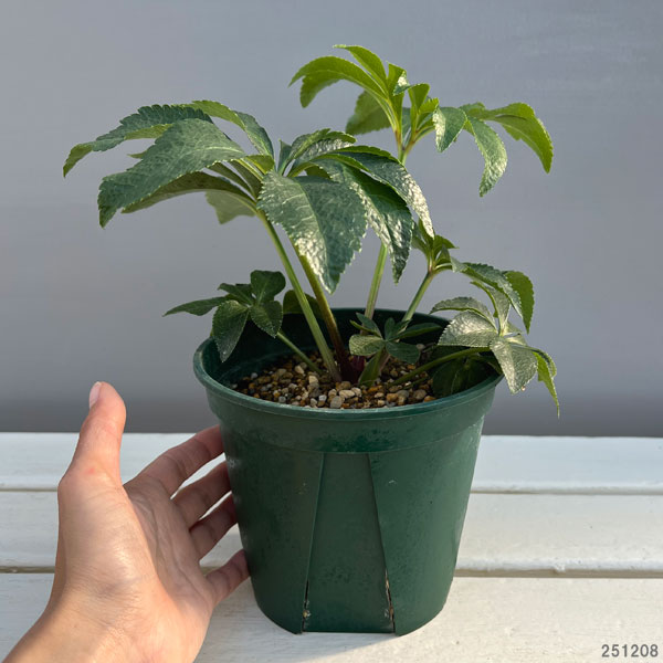 クリスマスローズ:春霜(はるしも)5号ポット