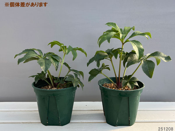 クリスマスローズ:春霜(はるしも)5号ポット