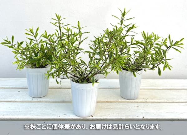 ヘーベ:アイスイザベラ2.5号ポット
