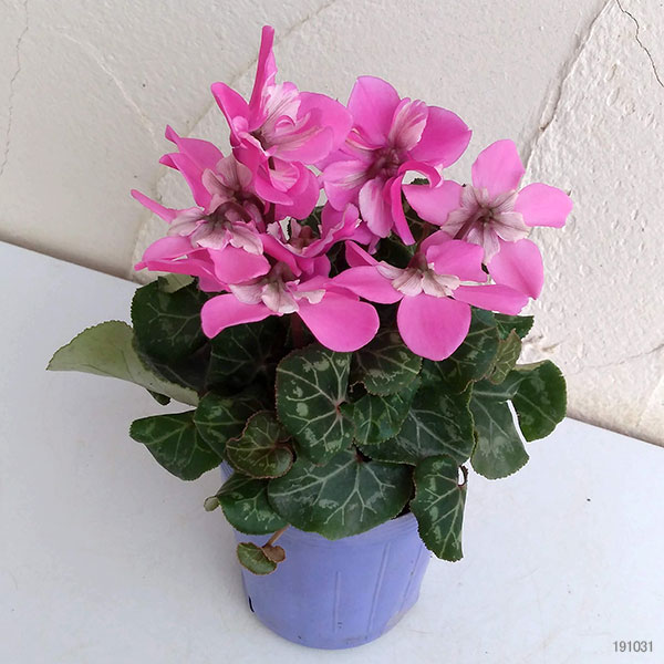 シクラメン：ワーリーギグ（ピンク系）2.5-3号ポット