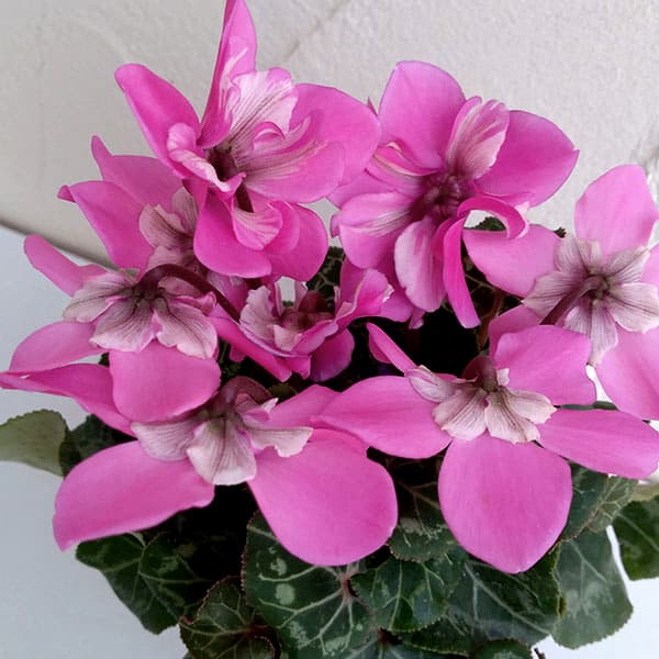 シクラメン：ワーリーギグ（ピンク系）2.5-3号ポット