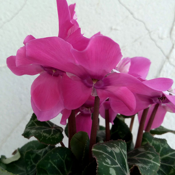 シクラメン：ワーリーギグ（ピンク系）2.5-3号ポット