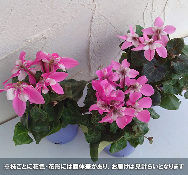 シクラメン：ワーリーギグ（ピンク系）2.5-3号ポット