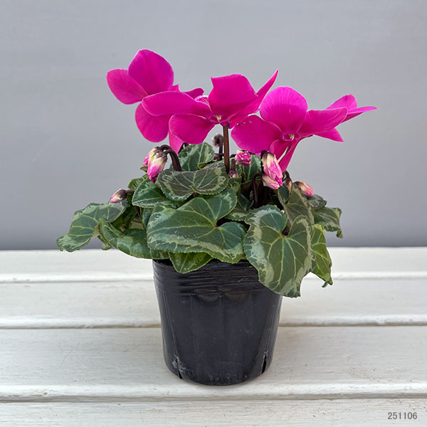 シクラメン：ワーリーギグ（ピンク系）2.5-3号ポット