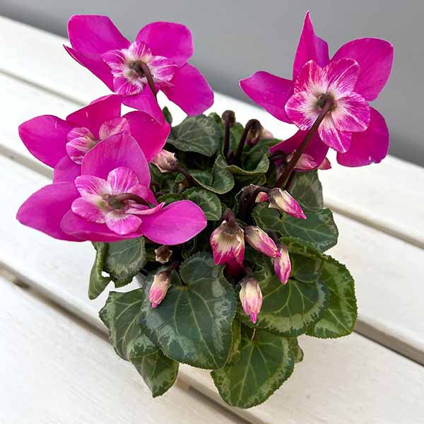 シクラメン：ワーリーギグ（ピンク系）2.5-3号ポット