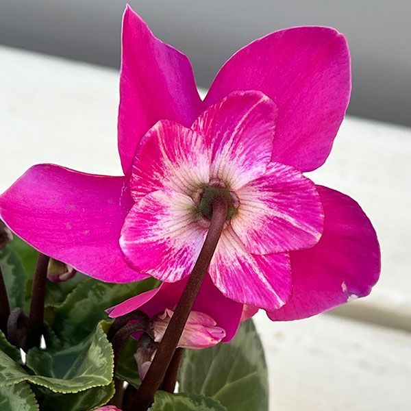 シクラメン：ワーリーギグ（ピンク系）2.5-3号ポット