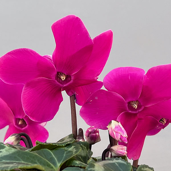 シクラメン：ワーリーギグ（ピンク系）2.5-3号ポット