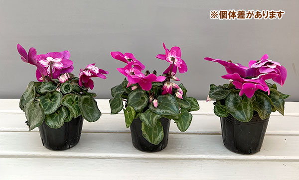 シクラメン：ワーリーギグ（ピンク系）2.5-3号ポット