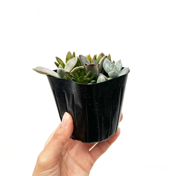 多肉植物かわいい寄せ植え2.5号ポット