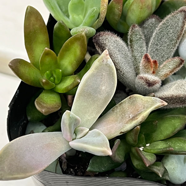 多肉植物かわいい寄せ植え2.5号ポット