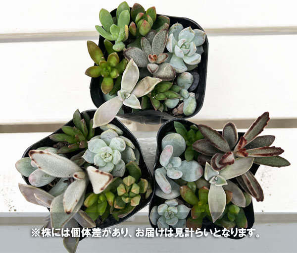 多肉植物かわいい寄せ植え2.5号ポット