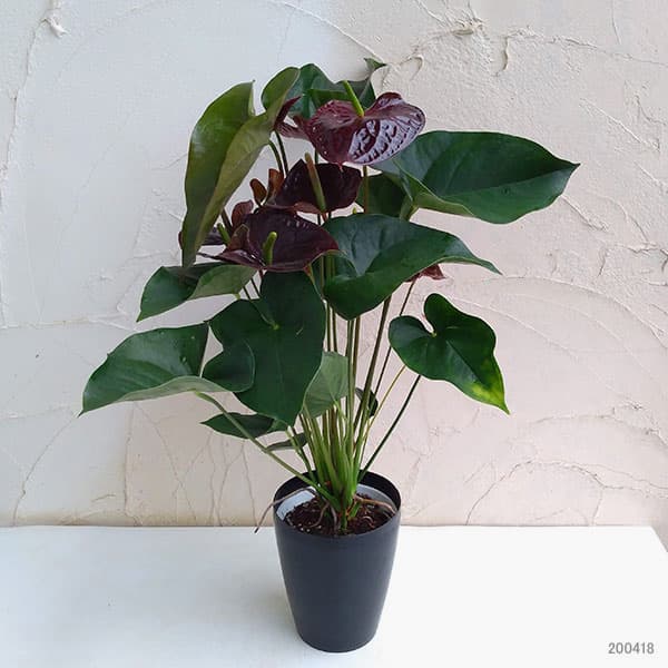 アンスリウム:センプレ6号プラ鉢入り