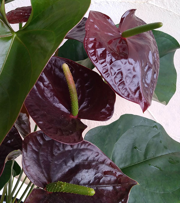 アンスリウム:センプレ6号プラ鉢入り