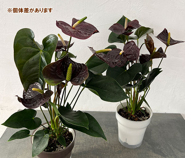 アンスリウム:センプレ 6号イージーケアポット植え