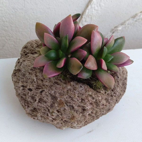 園芸ネット本店｜アナカンプセロス：桜吹雪／軽石ポット（約2号） の