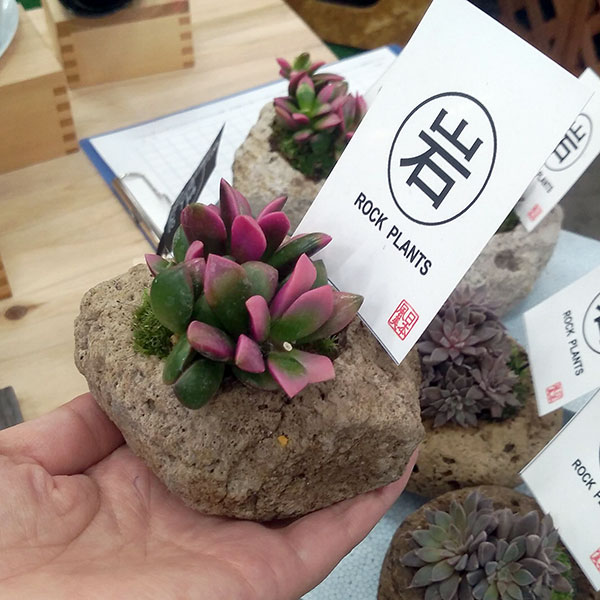 園芸ネット本店｜アナカンプセロス：桜吹雪／軽石ポット（約2号） の