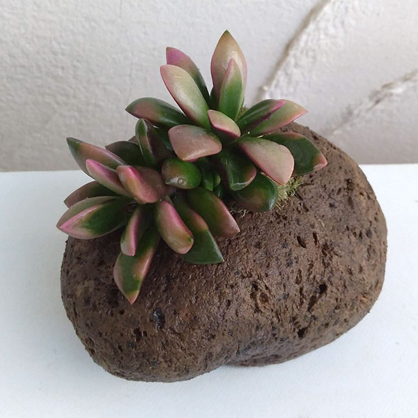 アナカンプセロス：桜吹雪／軽石ポット（約2号）