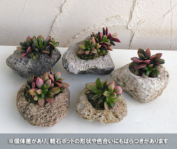 園芸ネット本店｜アナカンプセロス：桜吹雪／軽石ポット（約2号） の