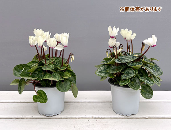 マイクロシクラメン:ゴールデンガール3号ポット 3株セット