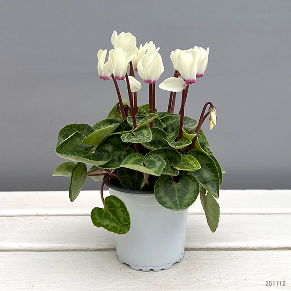 マイクロシクラメン:ゴールデンガール3号ポット 3株セット