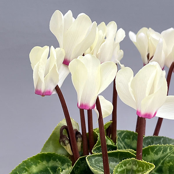 マイクロシクラメン:ゴールデンガール3号ポット 3株セット