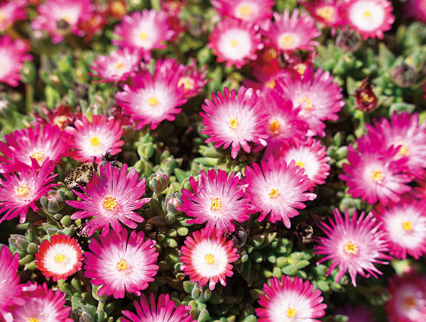 園芸ネット本店｜[送料無料]デロスペルマ（耐寒マツバギク）：ルミナス