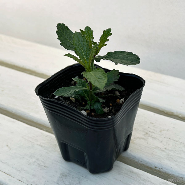 バーベナ：メテオールシャワー3号ポット