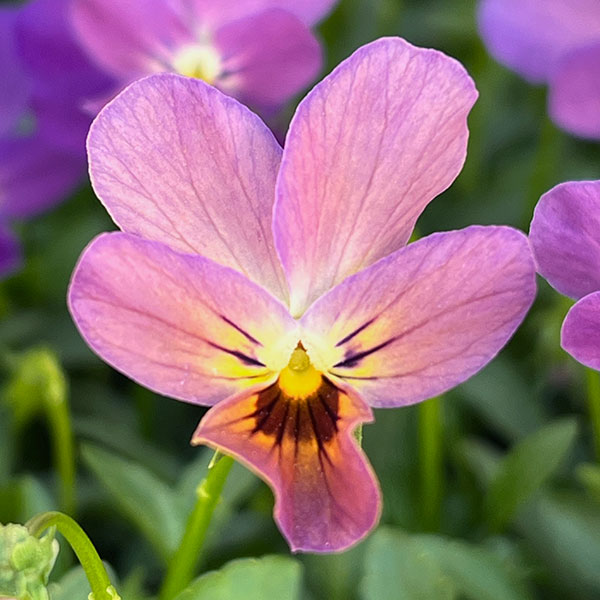 【お1人様3ポットまで】ビオラ：ルナ3～3.5号ポット