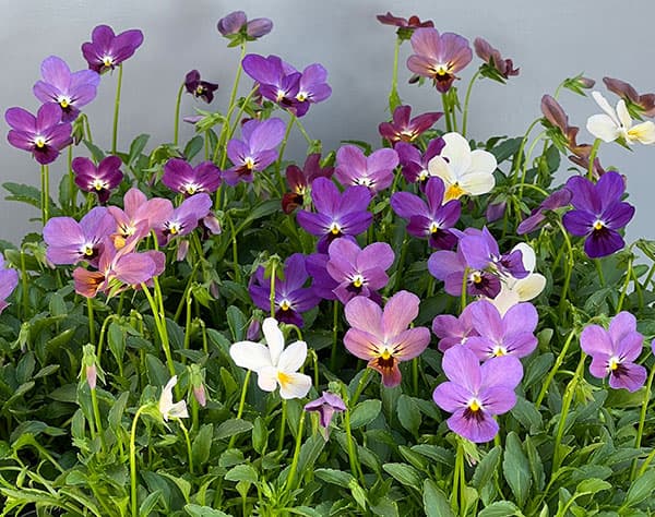 【お1人様3ポットまで】ビオラ：ルナ3～3.5号ポット