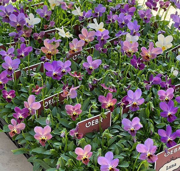 【お1人様3ポットまで】ビオラ：ルナ3～3.5号ポット