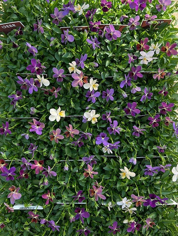 【お1人様3ポットまで】ビオラ：ルナ3～3.5号ポット