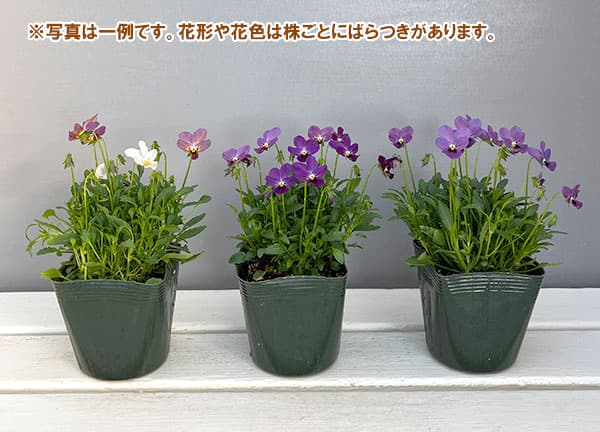 【お1人様3ポットまで】ビオラ：ルナ3～3.5号ポット