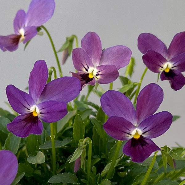 【お1人様3ポットまで】ビオラ：ルナ3～3.5号ポット