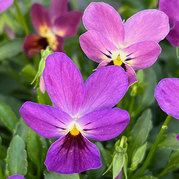 【お1人様3ポットまで】ビオラ：ルナ3～3.5号ポット