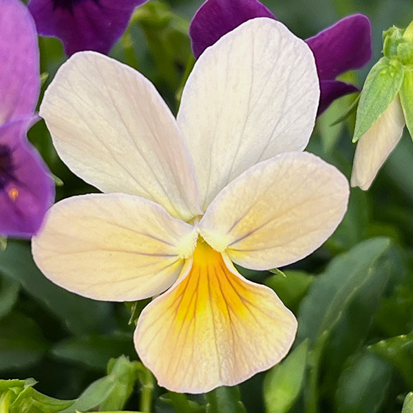 【お1人様3ポットまで】ビオラ：ルナ3～3.5号ポット