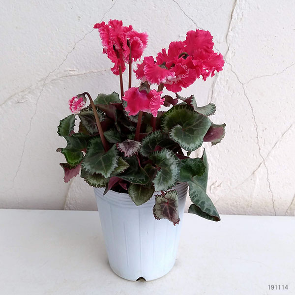 シクラメン:ふわもこ レッド系3号ポット