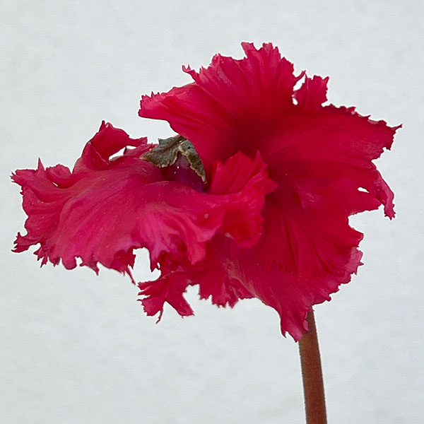 シクラメン:ふわもこ レッド系3号ポット