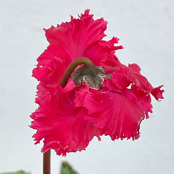 シクラメン:ふわもこ レッド系3号ポット