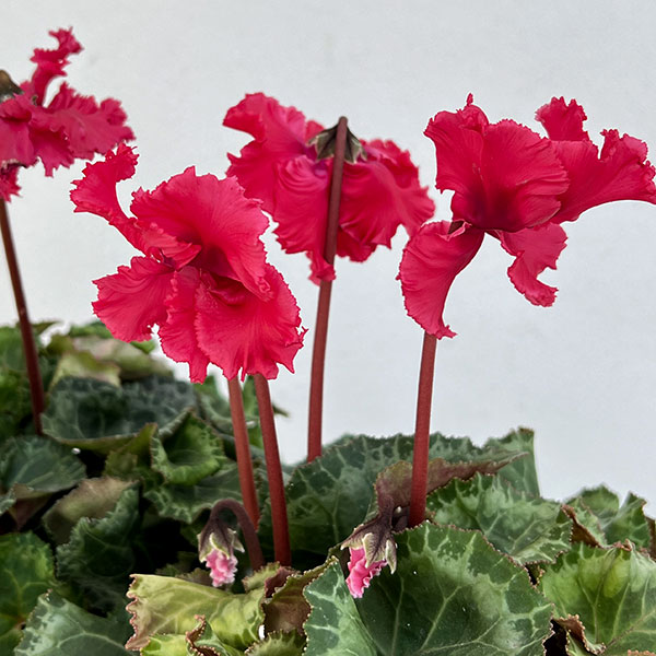 シクラメン:ふわもこ レッド系3号ポット