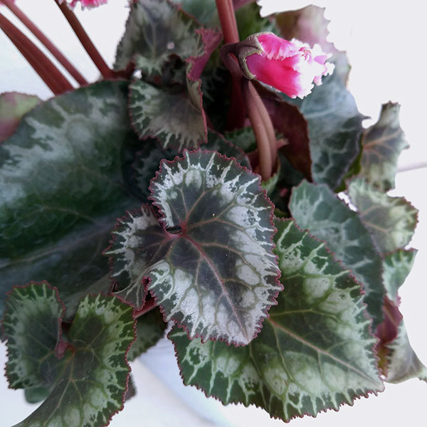 シクラメン:ふわもこ レッド系3号ポット