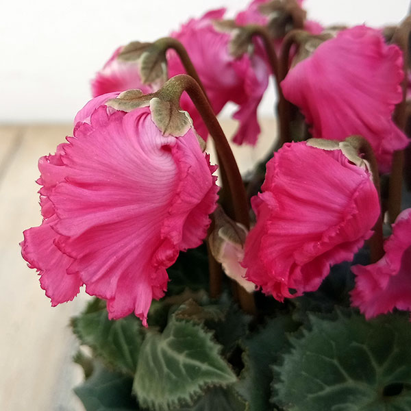 シクラメン:ふわもこ レッド系3号ポット