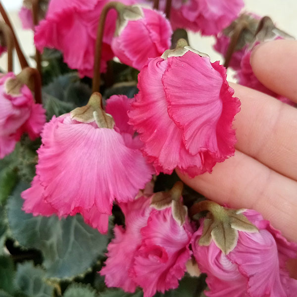 シクラメン:ふわもこ レッド系3号ポット