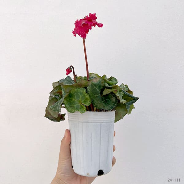 シクラメン:ふわもこ レッド系3号ポット