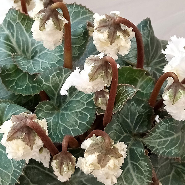 園芸ネット本店｜シクラメン：スワン4号鉢植え の通販【公式】