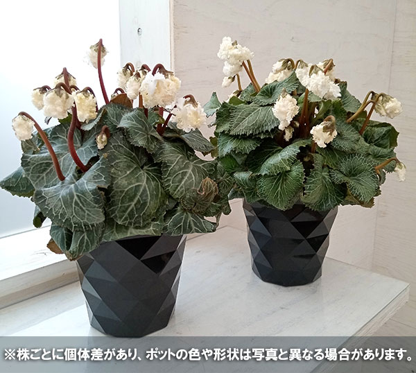 園芸ネット本店｜シクラメン：スワン4号鉢植え の通販【公式】