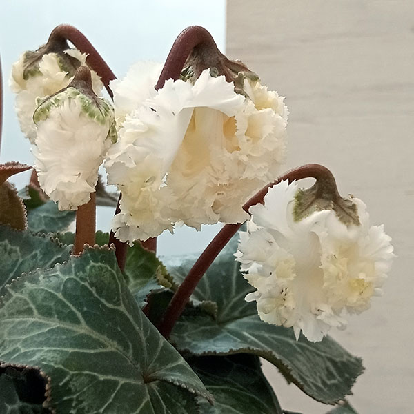 園芸ネット本店｜シクラメン：スワン4号鉢植え の通販【公式】