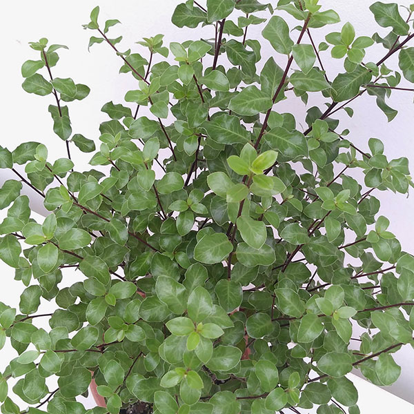 ピットスポルム:シルバーシーン5号鉢植え