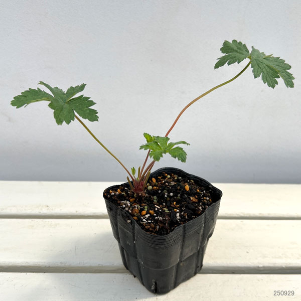 ゲラニウム:ワーグレイブピンク3.5号ポット